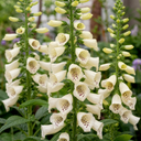 Digitalis Dalmatian Cream Plant (2L Pot)
