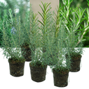 Rosemary Grower’s Choice Mix Plants (Set of 3 or 6)