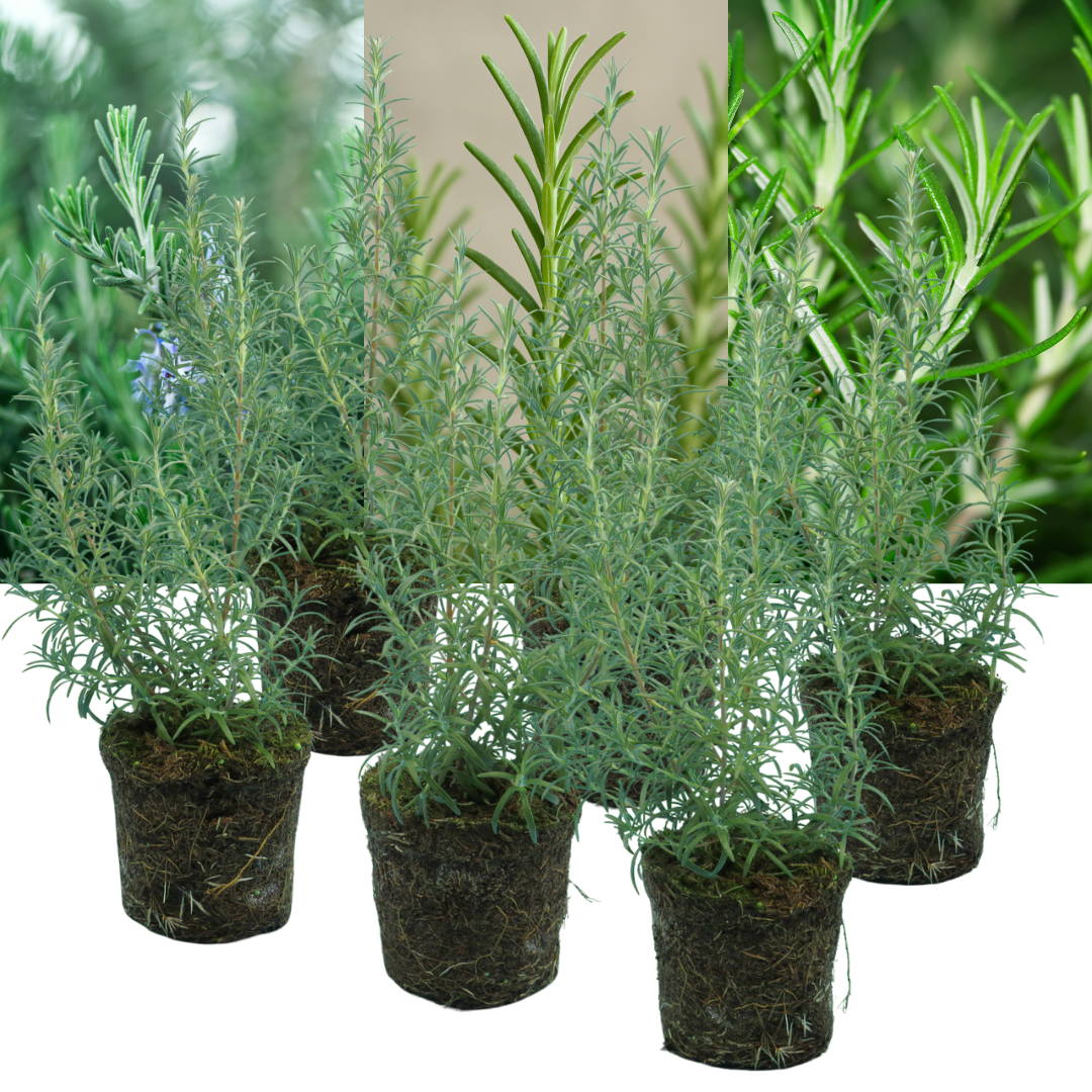 Rosemary Growers Choice Mix – Evergreen Culinary Herb (Set of 3 or 6)