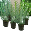 Set of 3 or 6 Large Herb Plants - Rosemary Grower’s Choice Mix, Outdoor Garden Ready, 1L