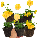 Pansy Delta Pro Yellow Plants (Set of 3 or 6)