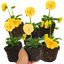 Set of 3 or 6 Large Plants - Pansy Delta Pro Yellow, Ready to Plant in Your Garden