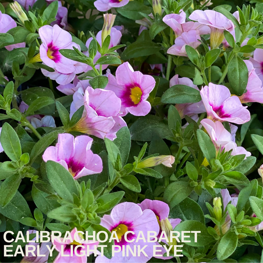 Light pink calibrachoa flowers with deep magenta and yellow eyes over green leaves, caption overlaid