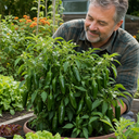 Jalapeno Chilli Pepper Plants