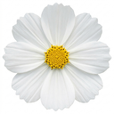 Cosmos Apollo White Plant (2L Pot)