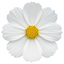 1 Large Plant - Cosmos Apollo White, Ready to Plant in Your Garden, 2L Pot