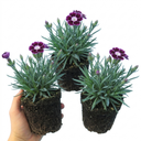 Dianthus Oscar Purple Star Plants (Set of 3 or 6)