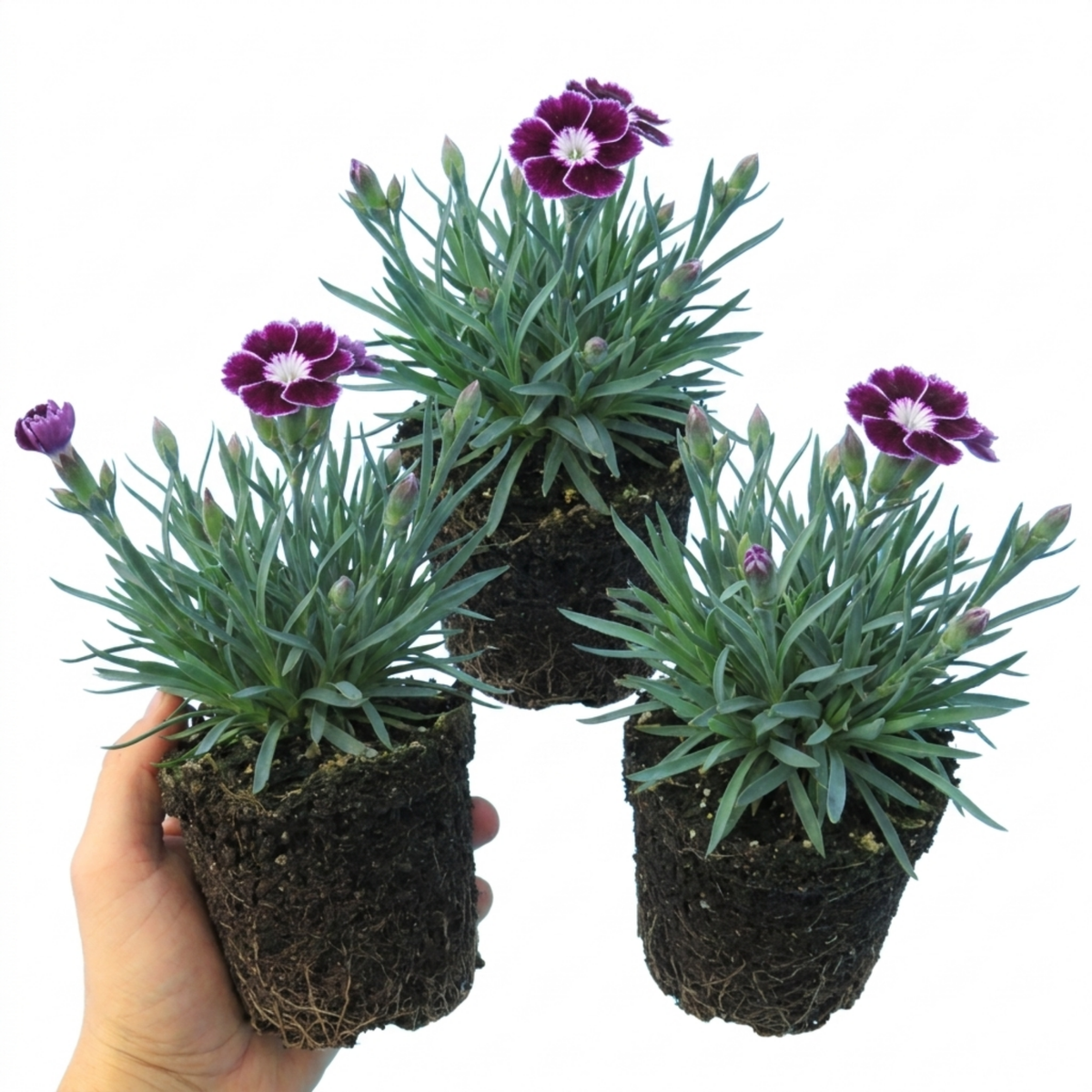 Dianthus 'Oscar Purple Star' (Garden Pink) – Hardy Perennial (Set of 3 or 6)
