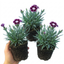 Set of 3 or 6 Large Plants - Dianthus Oscar Purple Star, Outdoor Garden Ready
