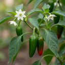 Jalapeno Variety Plants (Set of 3 or 6)