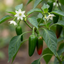 Set of 3 or 6 Large Chilli Pepper Plants - Jalapeno Variety, Ready to Plant in Your Garden