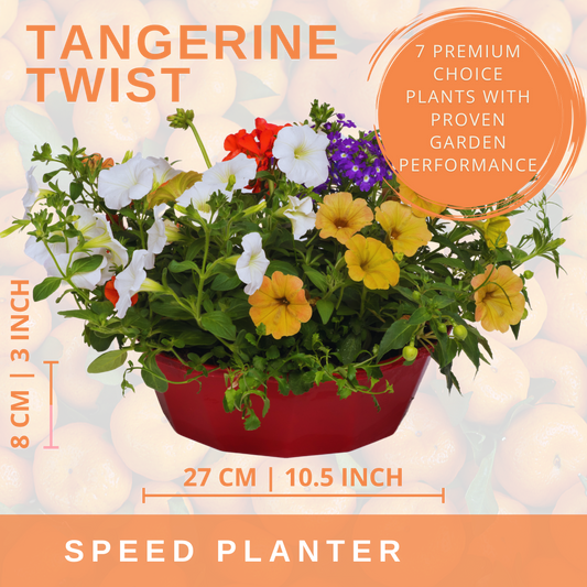 Planted bowl of apricot, white and red flowers with purple verbena