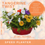 7 Colour Coordinated Plants - Tangerine Twist Theme Speedplanter, Garden Ready
