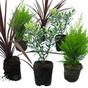 Cupressus Wilma Plants (Set of 3 or 6)