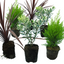 Set of 3 or 6 Container Middles Plants - Cupressus Wilma, Cordyline Red Star & Hebe Varigata