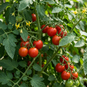 Tomato Crokini Variety Plants (Set of 3 or 6)