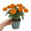 Marigold African Taishan Orange Plant (2L Pot)