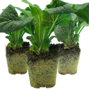 Foxglove White Plants (Set of 3 or 6)