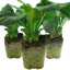 Set of 3 or 6 Large Plants - Foxglove White, Ready to Plant in Your Garden, 1L Rootballs