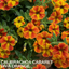 Set of 3 Large Plants - Calibrachoa Cabaret Diva Orange, Outdoor Garden Ready