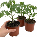 Tomato Nagina Variety Plants (Set of 3 or 6)