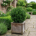Euonymus Microphyllus Evergreen Hedge Plants