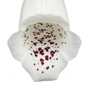 Digitalis Hanabee White Foxglove Plants