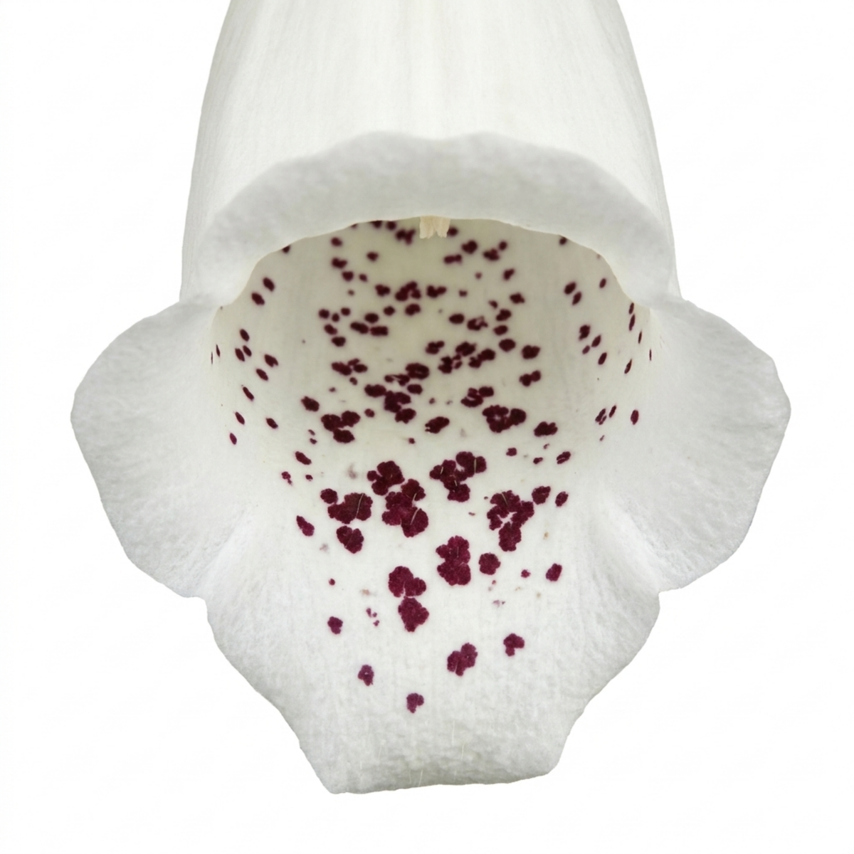 Digitalis 'Hanabee White' (Foxglove) – Compact Perennial (3L Pot)