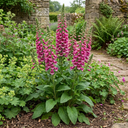 Digitalis Hanabee Deep Rose Foxglove Plants