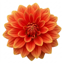 Dahlia Fun Pomegranate Plants