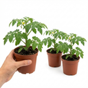 Tomato Plants Growers’ Mix Plants (Set of 3 or 6)