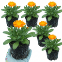 Calendula ‘Fiesta Orange’ Plants (Set of 3 or 6)