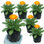 Set of 3 or 6 Garden Ready Plants – Calendula ‘Fiesta Orange’, Ready to Plant