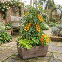 Tomato Golden Sunrise Variety Plants (Set of 3 or 6)