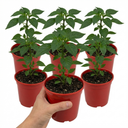 Astor Variety Plants (Set of 3 or 6)