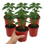 Set of 3 or 6 Large Sweet Pepper Plants - Astor Variety, Ready to Plant in Your Garden