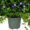 Vinca Minor Plant