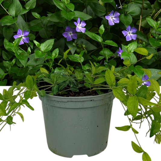 Vinca minor (Lesser Periwinkle) – Evergreen Ground Cover (2L Pot)