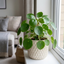 1 Pilea Peperomioides Chinese Money Plant, Easy Care Live Indoor Houseplant, 2 Litre Root Ball