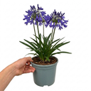 Agapanthus Northern Star Plant (2L Pot)