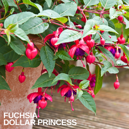 Trailing fuchsia with crimson and deep purple double flowers spilling over a terracotta pot