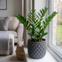 Zamioculcas Zamifolia ZZ Plants