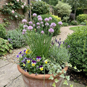 Fresh Chive Herb Plants (Set of 3 or 6)