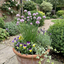 Set of 3 or 6 Fresh Chive Herb Plants, Hardy Perennial Live Herbs for Kitchen Garden, 1 Litre Root Ball
