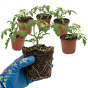 Tomato Tumbling Tom Yellow Plants (Set of 3 or 6)