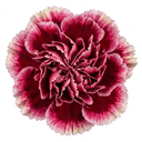 Carnation Capitan Colon Dianthus Plants