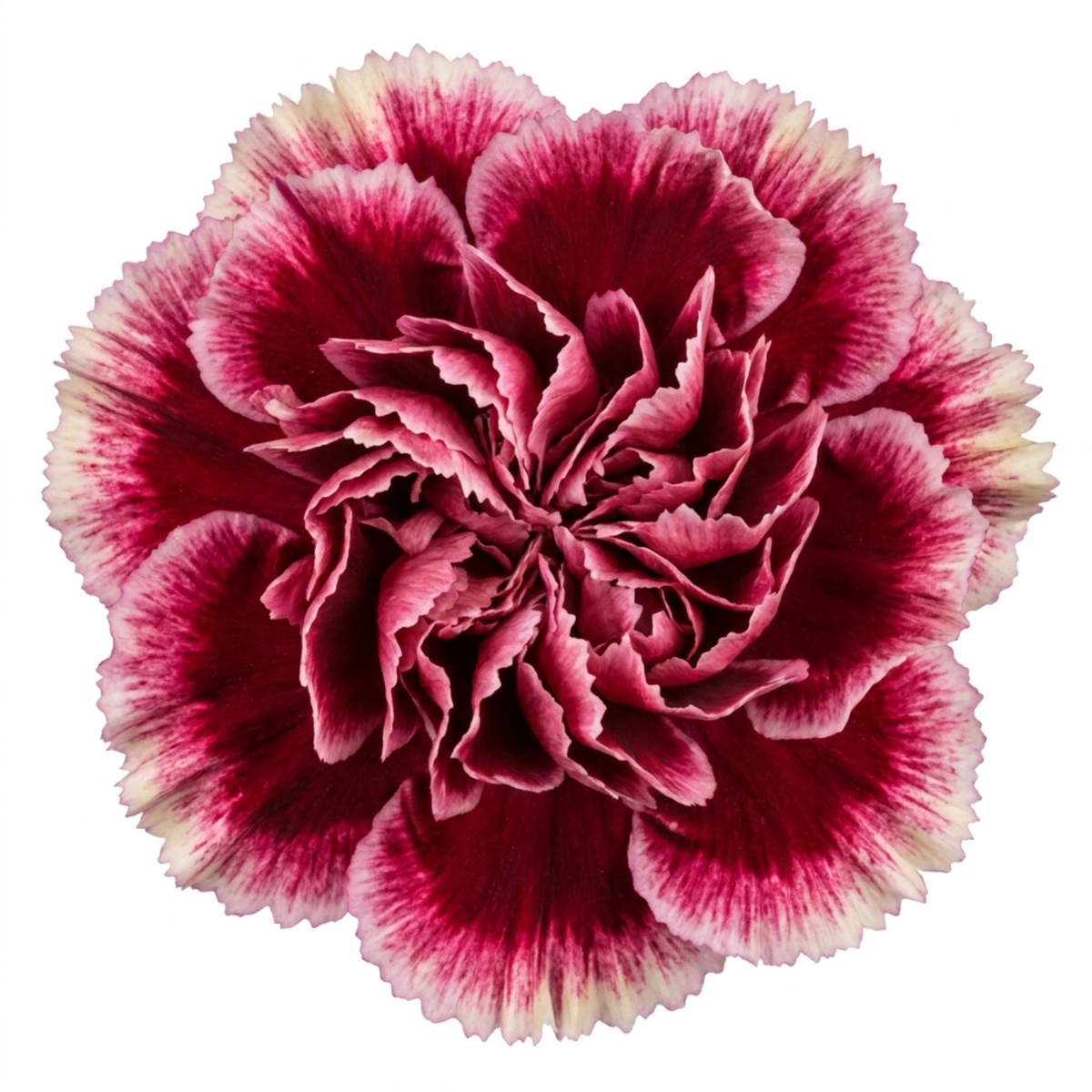 Dianthus 'Capitan Colon' (Border Carnation) – Hardy Perennial (2L Pot)