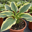 1 Large Hosta Atlantis Hardy Perennial Plant, Outdoor Garden Ready, 17cm Root-Ball, For Shade