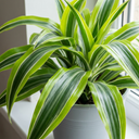 Dracaena Lemon Lime Dragon Tree Plants