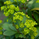 Euphorbia Robbiae Plants (Set of 3 or 6)